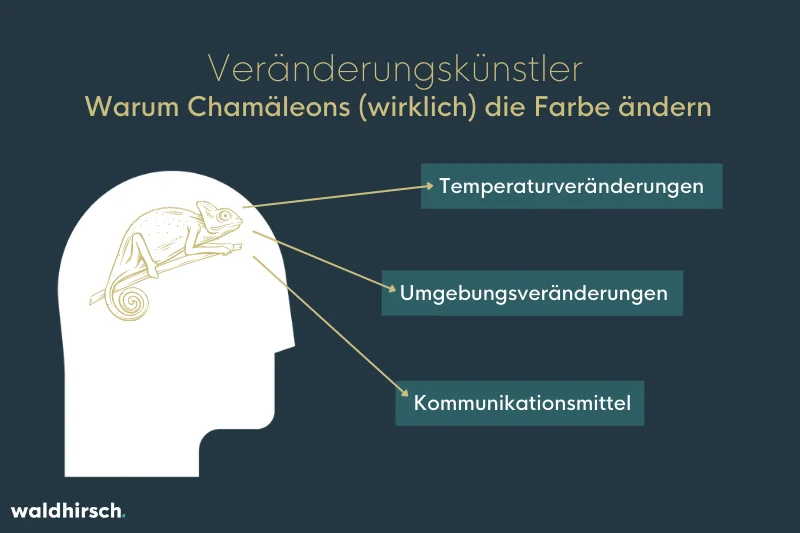 Grafik zur Farbveränderung von Chamäleons